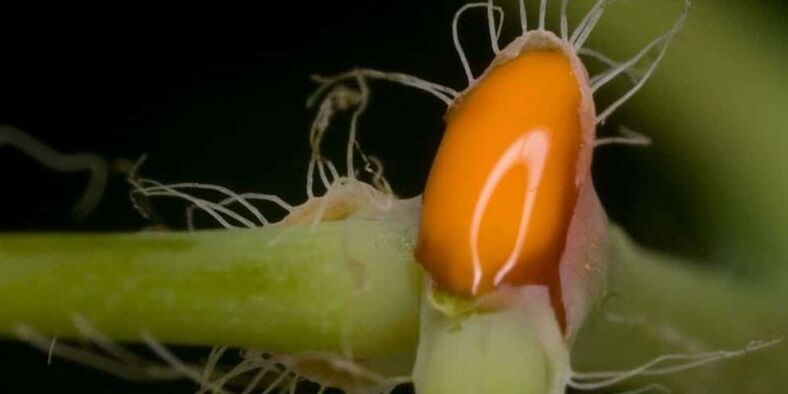 Celandine Juice Treats Onychomycosis